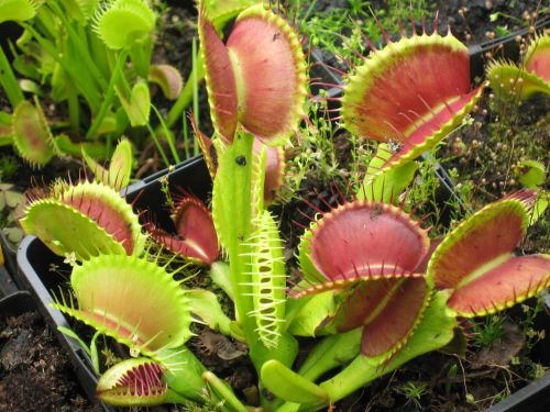 Dionaea 'B52'