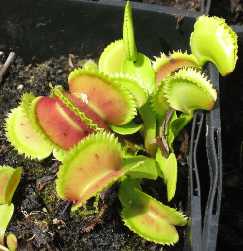 Dionaea 'Bristle tooth'