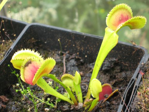 Dionaea 'Brutal shark'