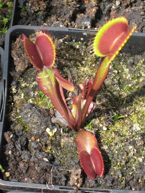 Dionaea 'Clayton's red Volcanic'