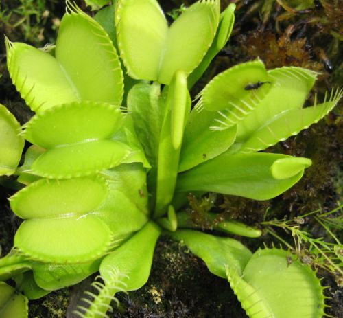 Dionaea muscipula f. heterodoxa