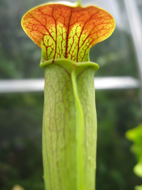 Sarracenia alata 'red lid'