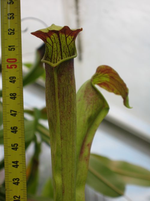Sarracenia alata 'red lid' giant