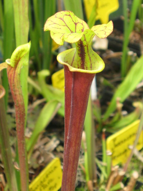 Sarracenia flava 'Claret'