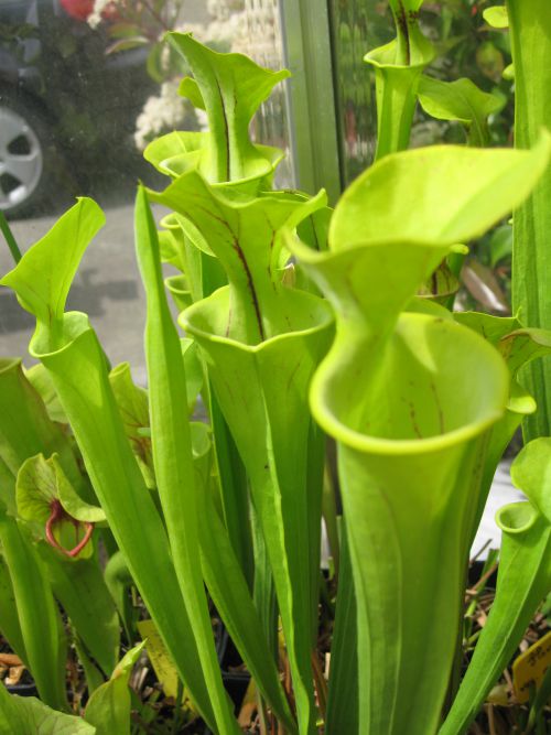 Sarracenia flava 'red lid' 