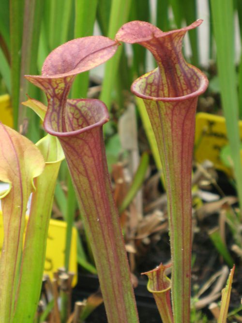 Sarracenia flava ssp atropurpurea all red, Blackwater