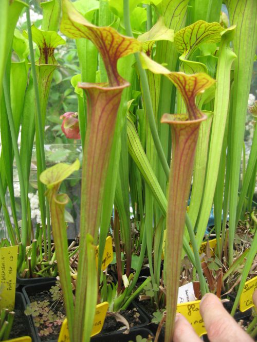 Sarracenia flava ssp atropurpurea