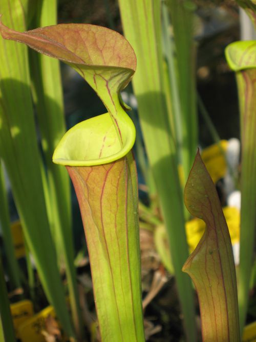 Sarracenia flava ssp flava Prince George Co. Virginia