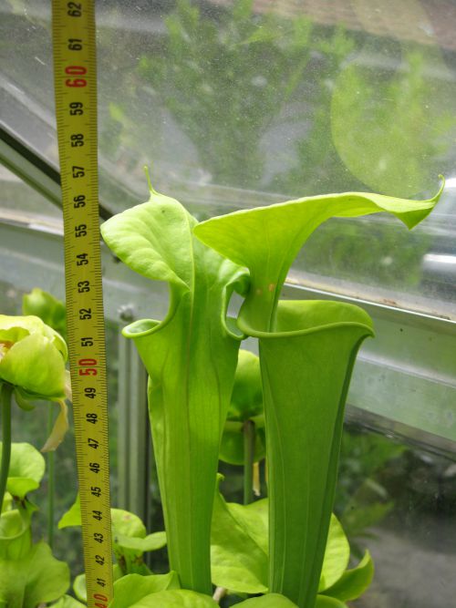 Sarracenia flava ssp maxima