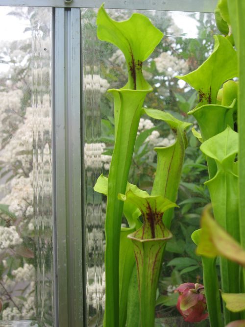 Sarracenia flava ssp ornata 