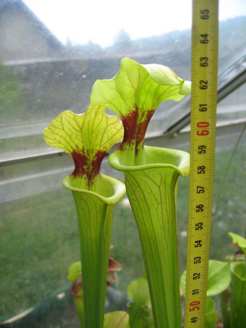 Sarracenia Brook's hybrid