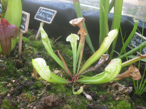 Sarracenia 'Umlauftania'