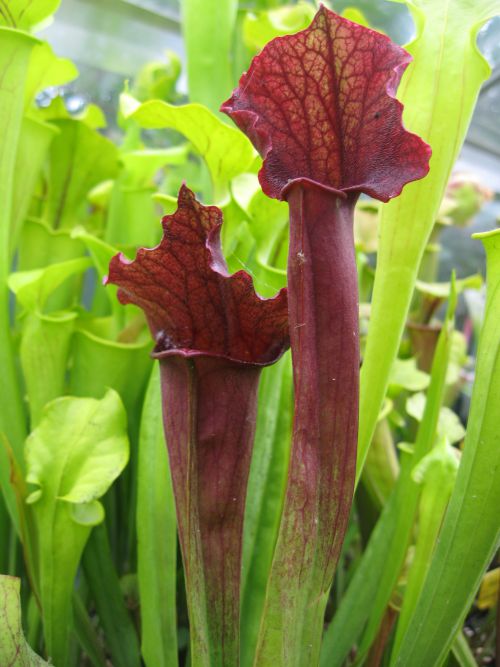 Sarracenia x evendine