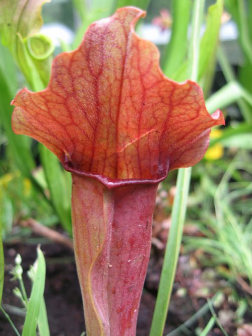 Sarracenia x evendine