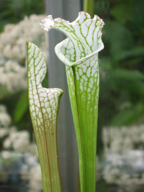 Sarracenia leucophylla 'alba'