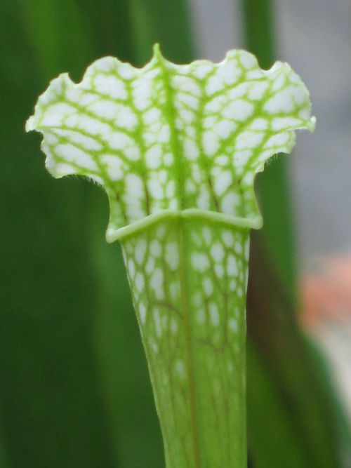 Sarracenia leucophylla 'schnell ghost'
