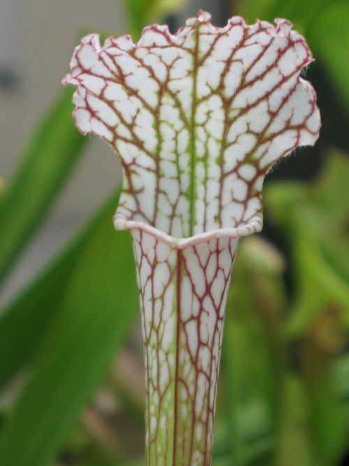 sarracenia leucophylla 'SL16' (M. King)