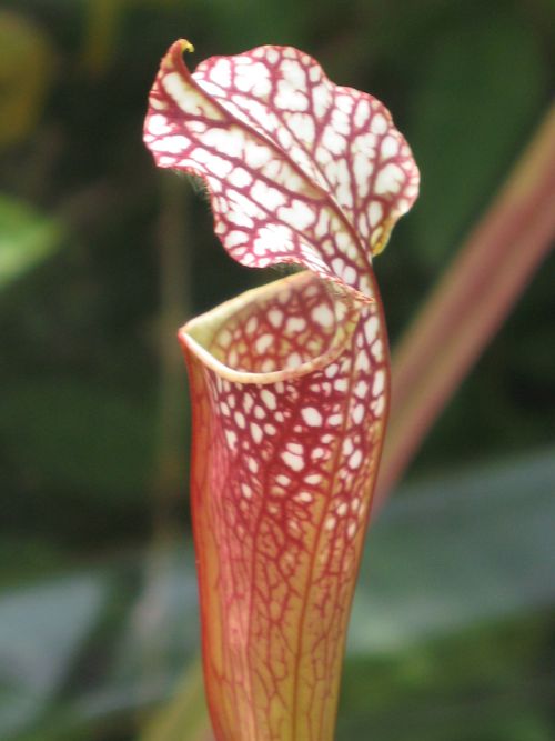 Sarracenia leucophylla 'Tarnok'