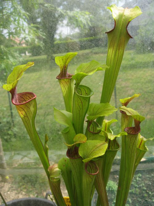 Sarracenia oreophila 'Sand Montain'Georgia