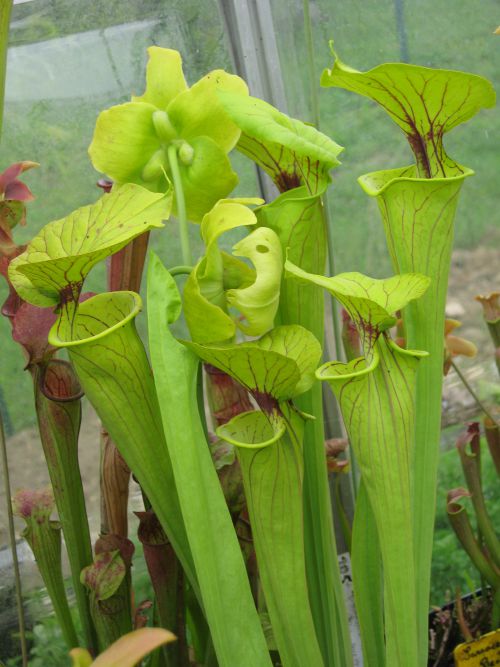 Sarracenia oreophila