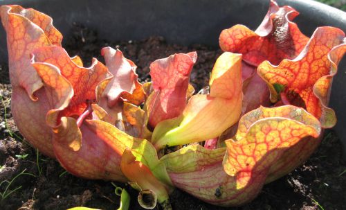 Sarracenia purpurea ssp venosa f. rouge 