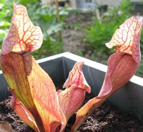 Sarracenia purpurea ssp venosa var. burkei