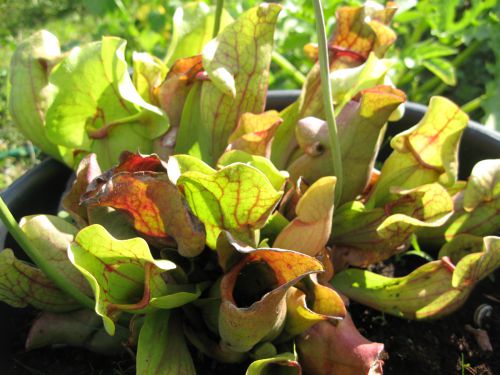 Sarracenia purpurea ssp venosa