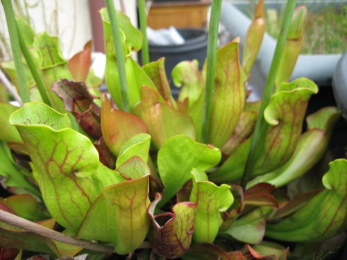 sarracenia purpurea x purpurea ssp venosa