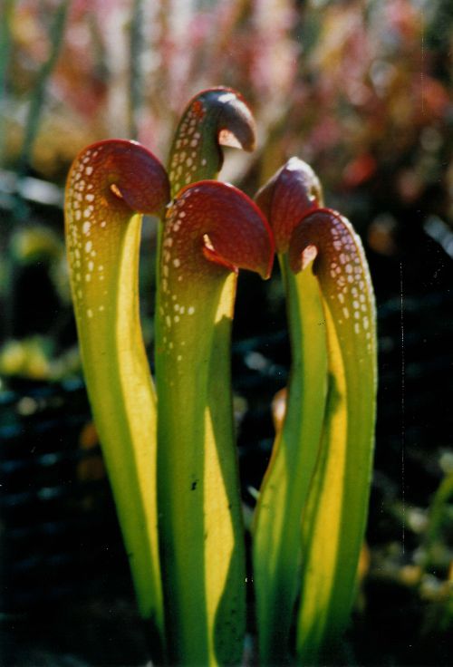 sarracenia minor