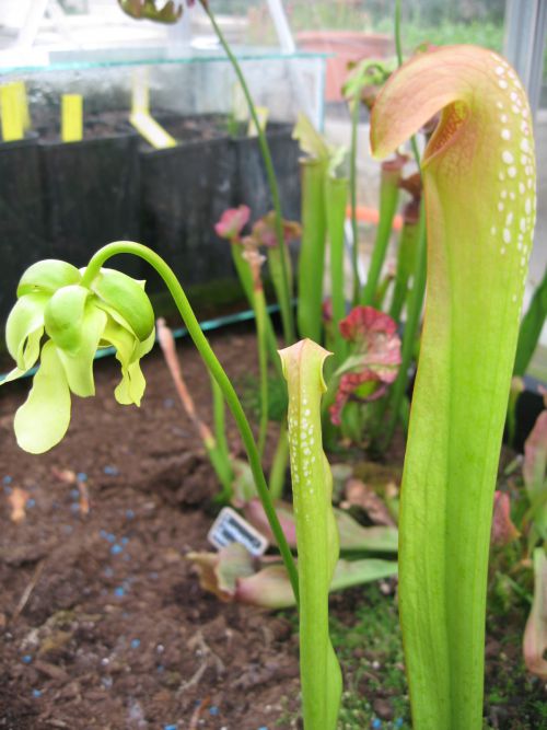 Sarracenia minor var. okefenokeensis