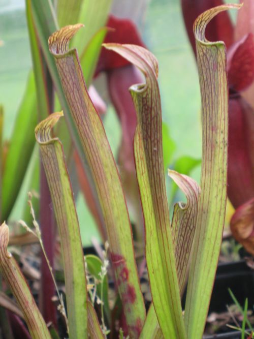 Sarracenia rubra ssp rubra