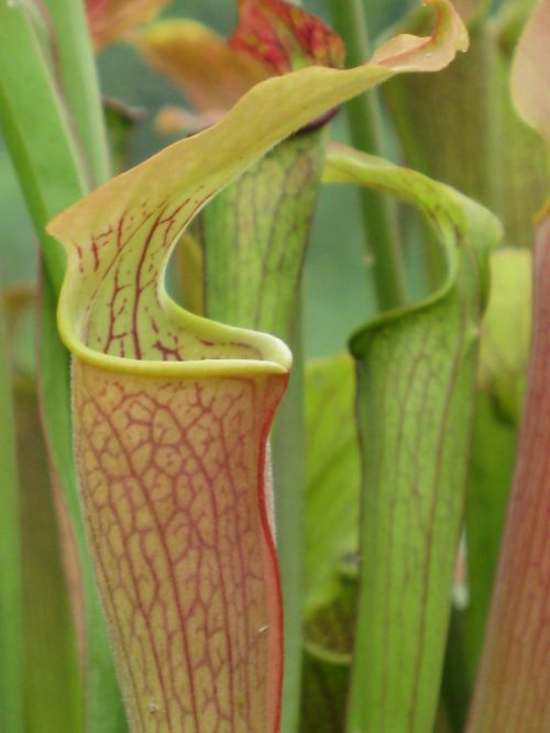 Sarracenia rubra ssp alabamensis