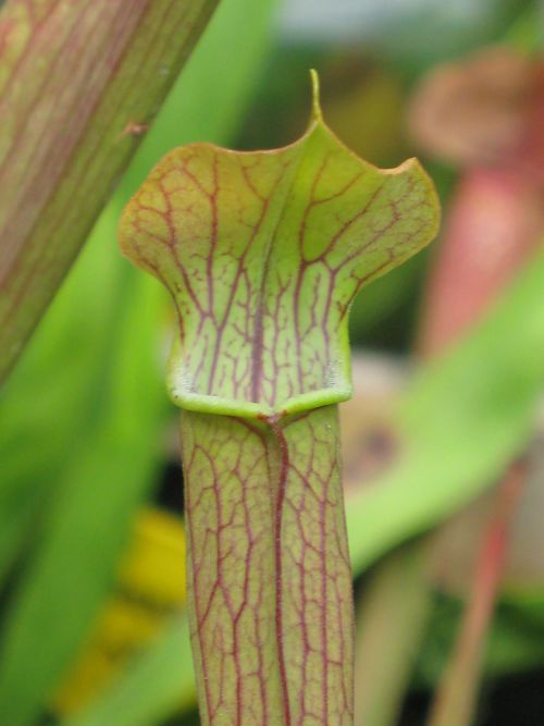 Sarracenia rubra ssp jonessi