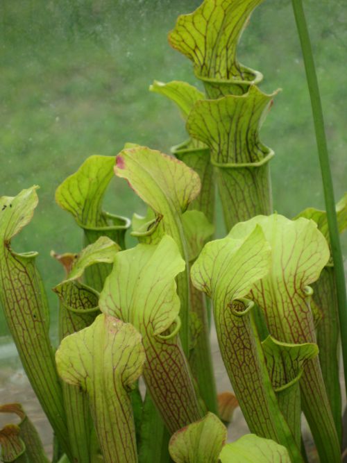 Sarracenia rubra ssp gulfensis