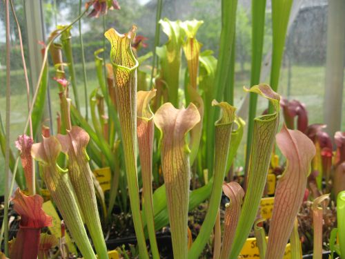 Sarracenia rubra ssp wherryi