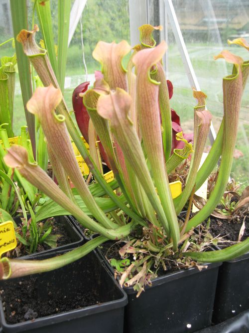 Sarracenia rubra ssp wherryi f. pubescent