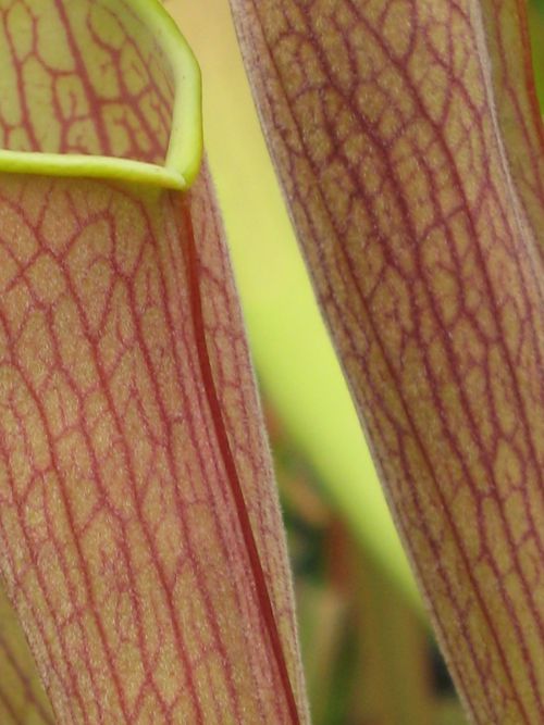 Sarracenia rubra ssp wherryi f. pubescent