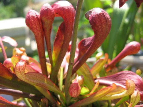 Sarracenia psittacina