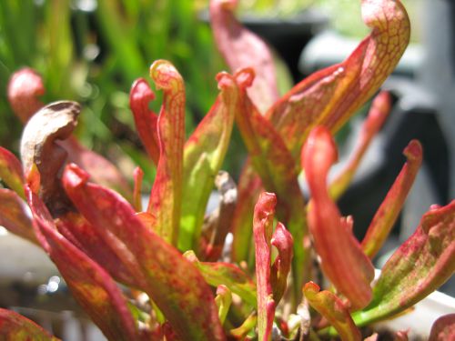 Sarracenia x psittiata