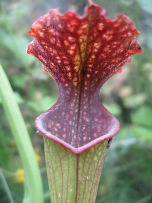 Sarracenia x readii