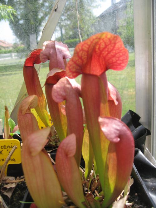 sarracenia x swanania