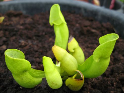 sarracenia purpurea ssp purpurea var. heterophylla