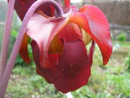fleur Sarracenia leucophylla