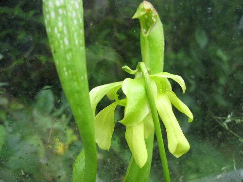 fleur Sarracenia minor