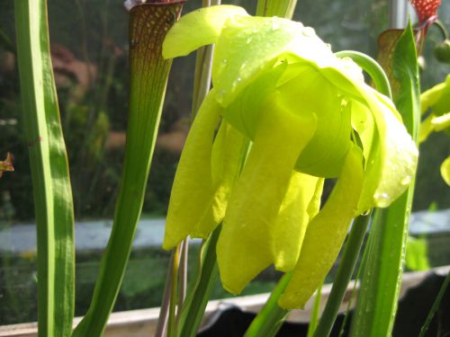 fleur Sarracenia oreophila