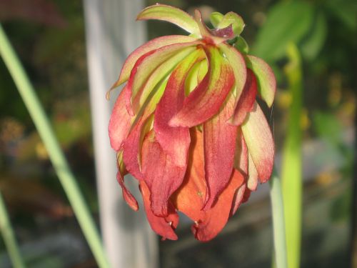 particularité : fleur de Sarracenia 'Tarnok '