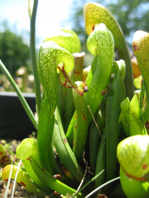 Darlingtonia californica