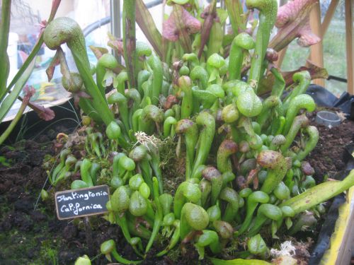 darlingtonia californica dans la serre