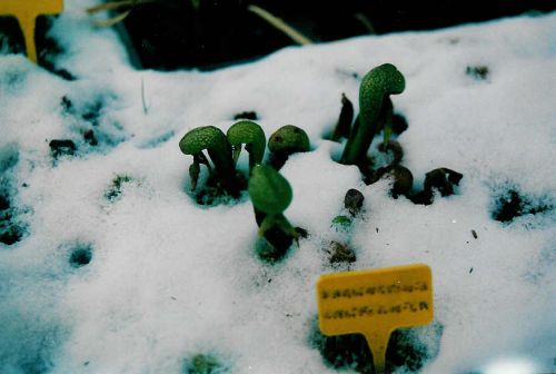 darlingtonia californica l' hiver dans la tourbiere