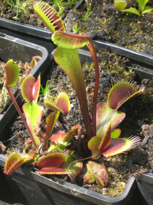 Dionaea 'Holland red'